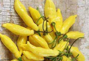 Pepper Seeds Yellow Lemon Drop