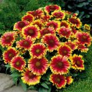 Blanket Cone Flowers Yellow Red Orange