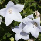 PLATYCODON Snow White BALLOON FLOWERS Perennial Flower Garden