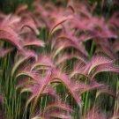 Foxtail Barley Ornamental Grass Hordeum Jubatumround Cover