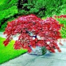 DWARF Japanese Red Linear Leaf Maple Tree Seeds Acer Scolopendrifolium Bonsai