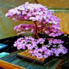 Japanese Sakura Flowering Cherry Blossom Tree Seeds (Prunus sargentii) RARE!!!