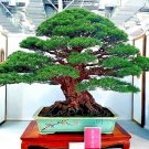 JAPANESE BLACK PINE TREE (Pinus thunbergii)