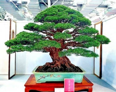 JAPANESE BLACK PINE TREE (Pinus thunbergii)