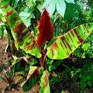 Red Tiger Darjeeling Banana Tree Seeds Sikkimensis Cold Hardy Tropical Plant