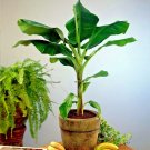 "DWARF" Cavendish BANANA Tree Seeds (Musa acuminata) Tropical Fruit Plant