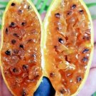 Banana Passion Fruit Seeds PASSIFLORA MOLLISSIMA Passionfruit Flower Plant