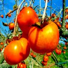 JAPANESE PERSIMMON TREE SEEDS Asian Diospyros KAKI Edible Fruit Flower Plant