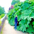 Exotic Gunnera manicata Dinosaur Food Seeds Giant Rhubarb Flowering Plant
