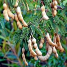 Tamarind Tree Seeds Tamarindus indica Tropical Fruit Flower Plant, Bonsai