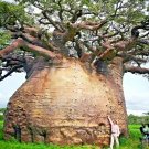 Tropical Exotic African Baobab Prehistoric "Tree of Life" Seeds Fruit Bonsai