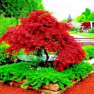 DWARF Japanese Red Linear Leaf Maple Tree Seeds Acer Scolopendrifolium Bonsai