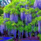 Chinese Blue Wisteria Tree Seeds Climbing Vine Flowering Bonsai Hardy Plant