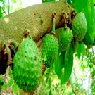 SOURSOP Annona muricata Tree Seeds Giant Graviola Tropical Fruit Plant RARE!