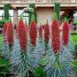 TOWER OF JEWELS (Echium Wildpretii) Red Hummingbird Flower Plant Garden Seeds