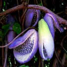 CHOCOLATE VINE SEEDS Three-Leaf Akebia Trifoliata Fruit Flower Climber Plant