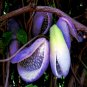 CHOCOLATE VINE SEEDS Three-Leaf Akebia Trifoliata Fruit Flower Climber Plant