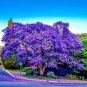 Jacaranda Mimosifolia acutifolia Blue Fern Tree Seeds Tropical Ornamental Bonsai