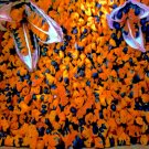 MIX of Orange Bird of Paradise & Giant White Bird of Paradise Flower Plant Seeds