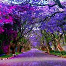 Jacaranda Mimosifolia acutifolia Blue Fern Tree Seeds Tropical Bonsai Plant