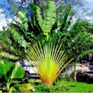 TRAVELERS PALM Tree 10 Seeds Ravenala madagascariensis Bird of Paradise Plant