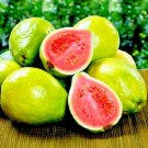 Lemon Guava Tree Fruit Seeds ‘Ruby Supreme’ Tropical Plant (Psidium guajava)