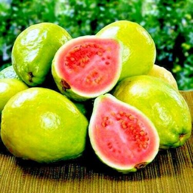 Lemon Guava Tree Fruit Seeds &acirc;��Ruby Supreme&acirc;�� Tropical Plant (Psidium guajava)