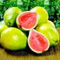 Lemon Guava Tree Fruit Seeds ‘Ruby Supreme’ Tropical Plant (Psidium guajava)