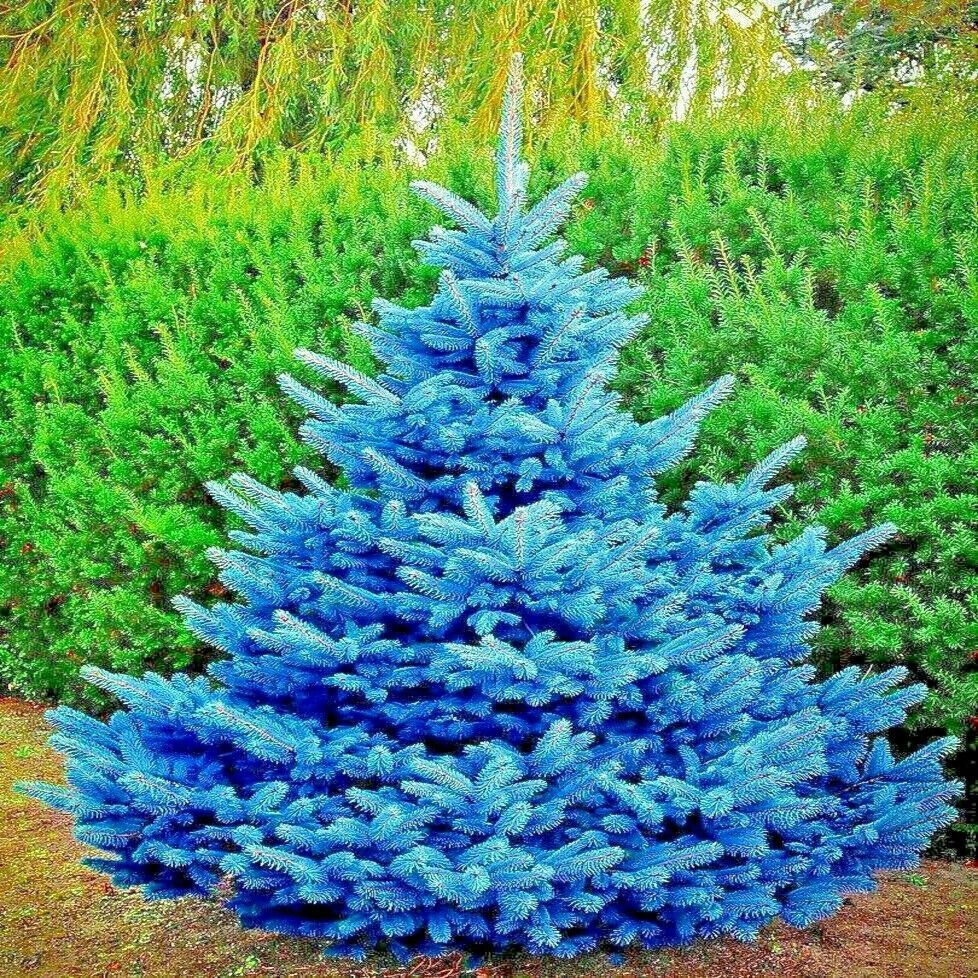 COLORADO BLUE SPRUCE TREE SEEDS (Picea pungens) Evergreen Bonsai ...