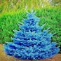 COLORADO BLUE SPRUCE TREE SEEDS (Picea pungens) Evergreen Bonsai Landscaping