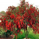 WEEPING BOTTLEBRUSH Flower Tree Seeds Garden Plant (Callistemon viminalis)