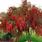 WEEPING BOTTLEBRUSH Flower Tree Seeds Garden Plant (Callistemon viminalis)