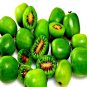 Issai Kiwi Berry Seeds Arctic Grape Fruit Tropical Garden Plant Hardy Vine