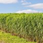 60 fresh seeds Organic Non Hybrd Native Heirloom Vegetable  bantam 8 row sweet corn