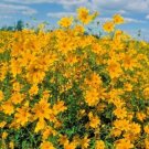 100 fresh seeds Native Wildflower Drought Heat Cold Pollinators purple giant hyssop