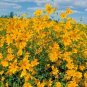 100 fresh seeds Native Wildflower Drought Heat Cold Pollinators purple giant hyssop