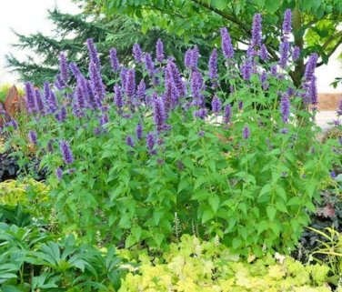 30 fresh seeds Organic Vegetable Garden Patio Container Easy marketmore 76 cucumber