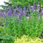 30 fresh seeds Organic Vegetable Garden Patio Container Easy marketmore 76 cucumber