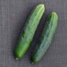 101 fresh seeds Drought Heat Summer Flower Garden Container Easy mexican sun