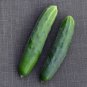101 fresh seeds Drought Heat Summer Flower Garden Container Easy mexican sun