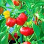 601 fresh seeds Organic French Greens Vegetable Garden Container rouge de hiver lettuce