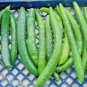 100 fresh seeds Annual Wildflower Container Drought Heat bloodflower milkweed