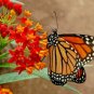 1000 fresh seeds Native Wildflower Garden Easy carmine king california poppy