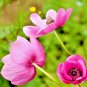 800 fresh seeds French Heirloom Vegetable Garden Container Easy parisian round carrot