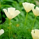 50 fresh seeds Native Wildflower Branching Summer Flower Garden lemon queen sun