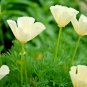 50 fresh seeds Native Wildflower Branching Summer Flower Garden lemon queen sun