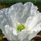 200 seeds persian white poppy omniferum cold weather flower