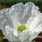200 seeds persian white poppy omniferum cold weather flower