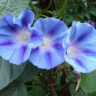 200 seeds morning glory blue star ipomoea tricolor vine glory flower