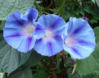 200 seeds morning glory blue star ipomoea tricolor vine glory flower
